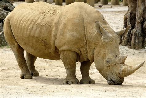 African Rhino Bet365