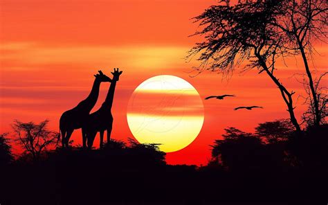 African Sunset 2 Bodog