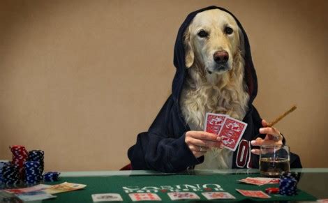 Andrex Cachorro Poker
