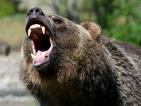 Angry Bear Parimatch