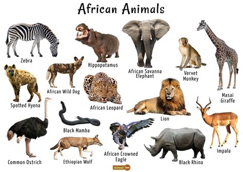 Animals Of Africa Netbet