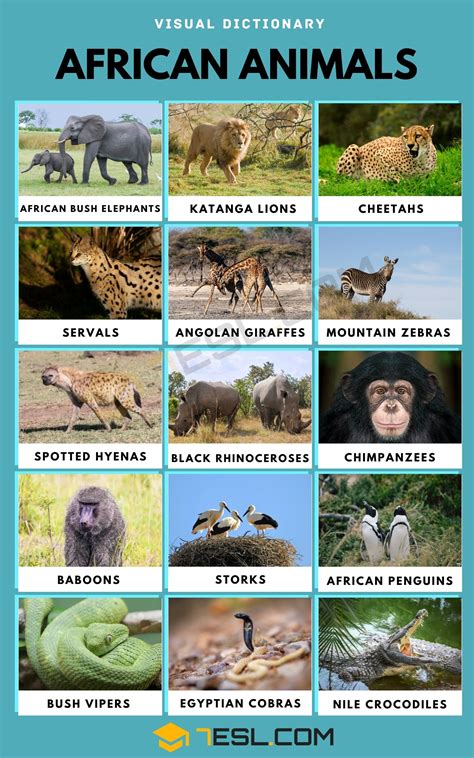 Animals Of Africa Sportingbet