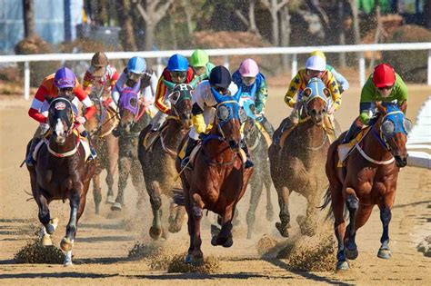 Apostas Em Corridas De Cavalos Sao Jose Dos Pinhais