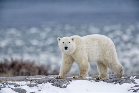 Arctic Bear Brabet