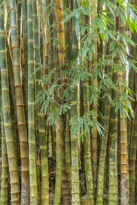Bamboo Grove Brabet