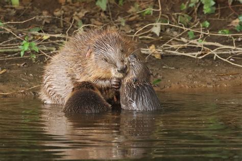 Beaver Dam Maquina De Fenda