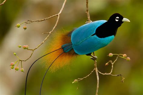 Birds Of Paradise Novibet