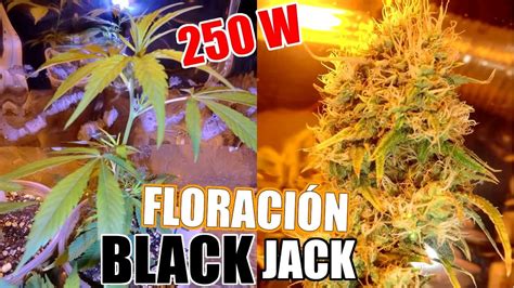 Black Jack Floracion Exterior