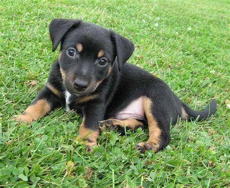 Black Jack Russell Terrier Filhotes