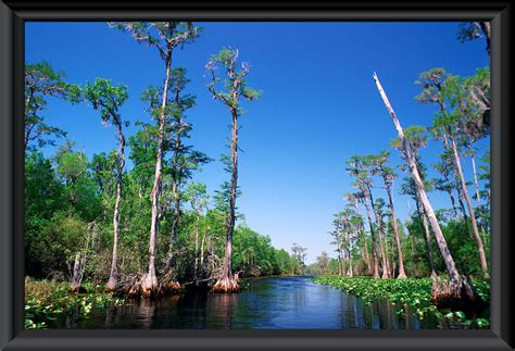 Blackjack Ilha De Okefenokee