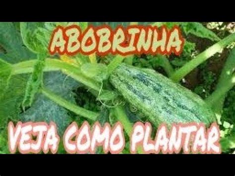 Blackjack Plantas De Abobrinha