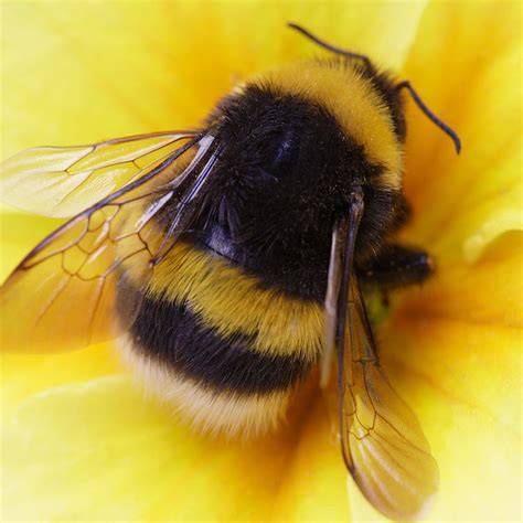 Bumble Bee Betsul