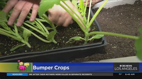 Bumper Crop Brabet