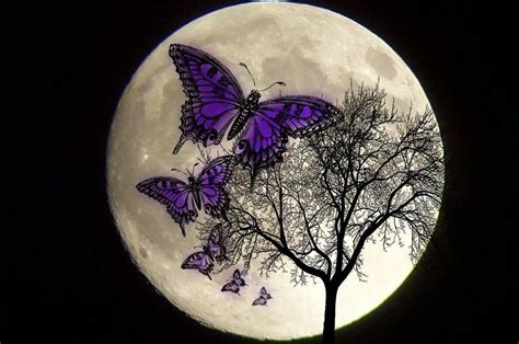 Butterfly Moon Brabet