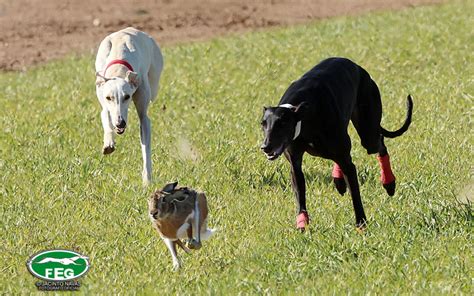 Casino Da Copa Galgos