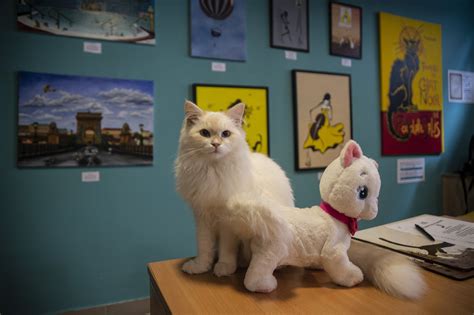 Cat Museum Bodog