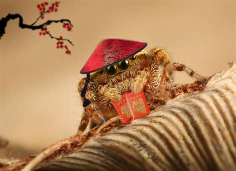 Chinese Spider Betsson