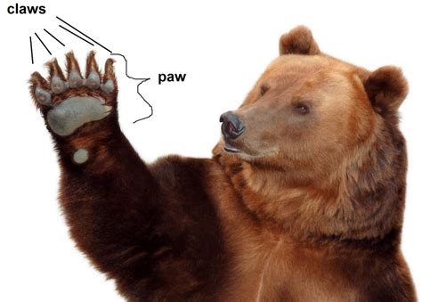 Claws Vs Paws Bwin