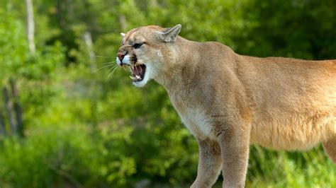 Cougar Roar Betway