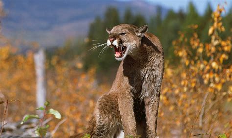 Cougar Roar Parimatch