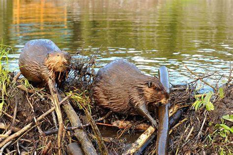 Dam Beavers Bet365