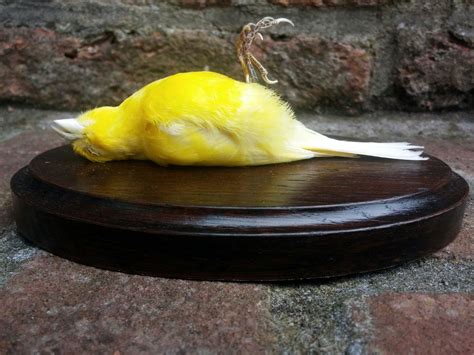 Dead Canary Brabet
