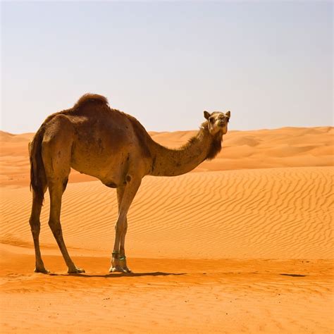 Desert Camel Netbet