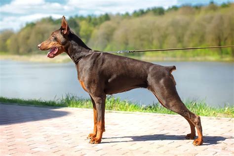 Doberman Roleta