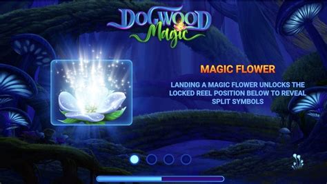 Dogwood Magic Review 2024