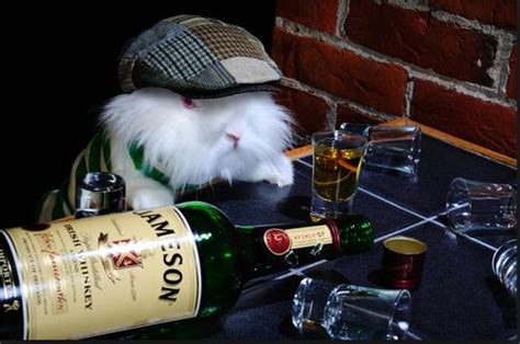 Drunk Rabbit Brabet