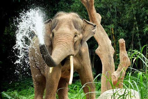 Elephant Splash Leovegas