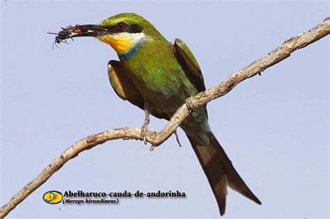 Em Cauda De Andorinha Ancora De Fenda