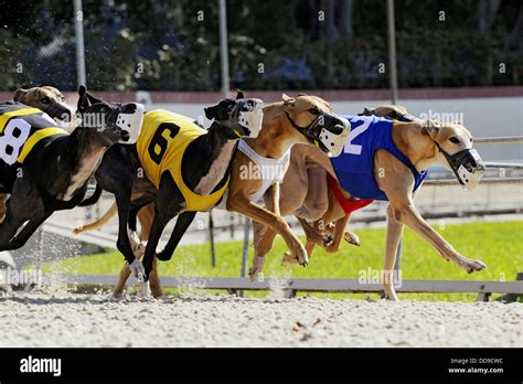 Em Napoles Em Fort Myers Corridas De Galgos Poker