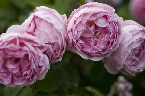 English Rose Parimatch