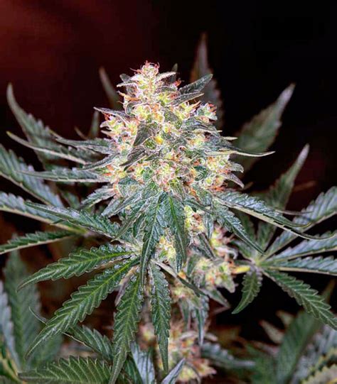 F1 Black Jack