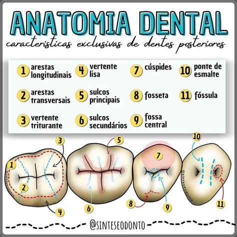 Fendas E Sulcos Odontologia