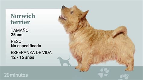 Ficha De Poker Norwich Terrier