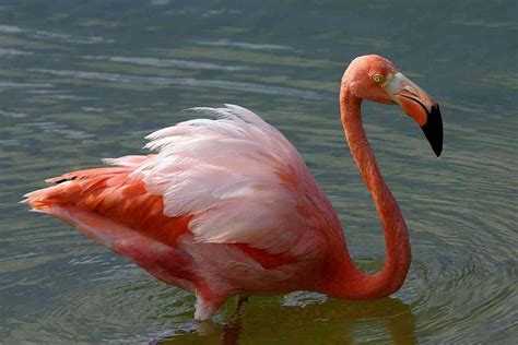 Flamingo De Merda