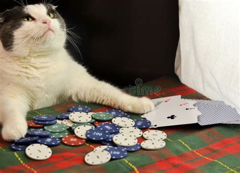 Gato De Poker