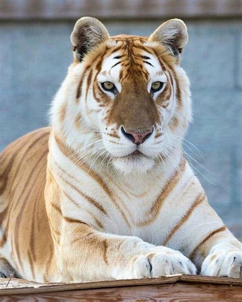 Golden Tiger Sportingbet