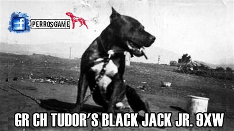 Gr Ch Tudors Blackjack