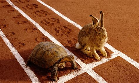 Hare Vs Tortoise 1xbet