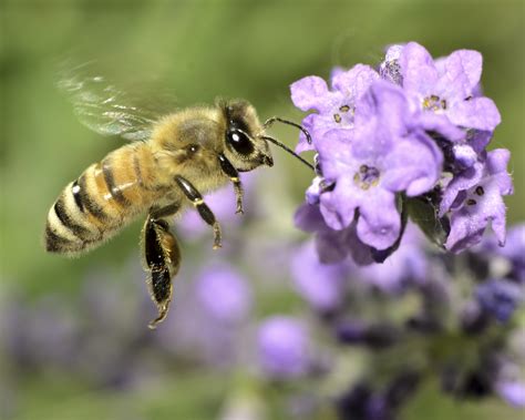Honey Bees Sportingbet
