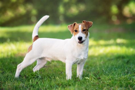 Jack Russell Terrier Chihuahua Mistura De Preto E Branco