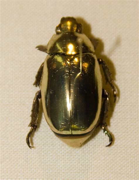 Jewel Scarabs Betsul