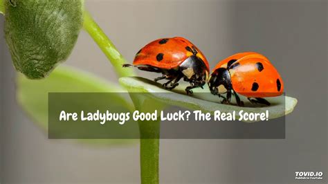 Jogar Lucky Lady Bug Com Dinheiro Real