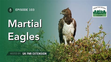 Jogue Martial Eagle Online