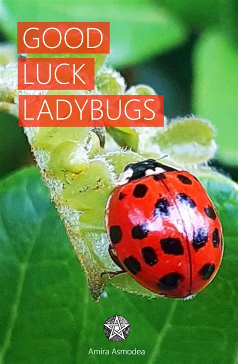 Ladybug Luck 1xbet