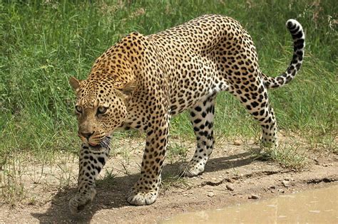 Leopardo Selvagem Maquina De Fenda