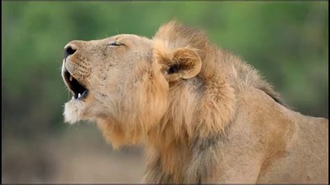Lion S Pride Parimatch